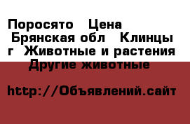 Поросято › Цена ­ 25 000 - Брянская обл., Клинцы г. Животные и растения » Другие животные   